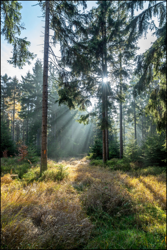 nach dem Nebel kommt Sonne