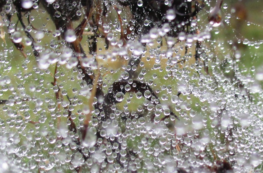 Nach dem Nieselregen 1