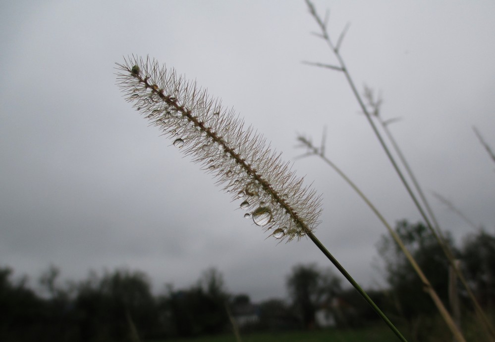 Nach dem Nieselregen 10