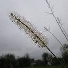 Nach dem Nieselregen 10