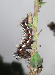 Nach dem Nieselregen 11