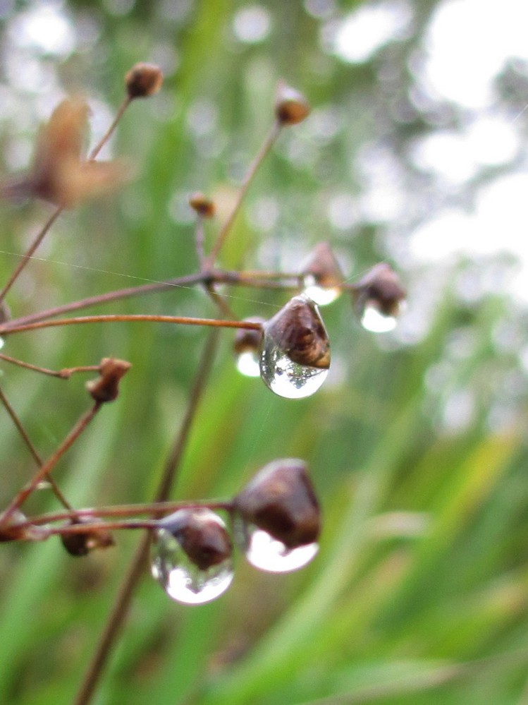 Nach dem Nieselregen 12