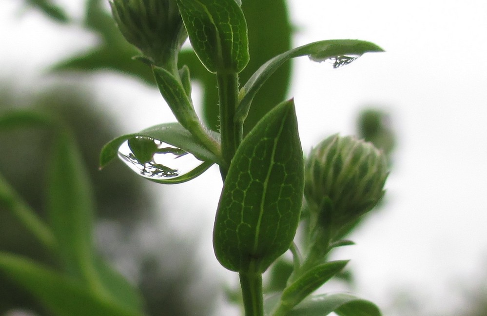 Nach dem Nieselregen 14