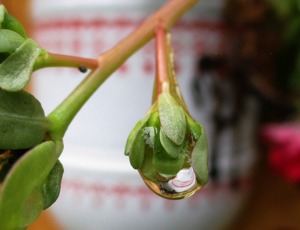 Nach dem Nieselregen 5