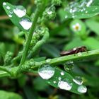 Nach dem Nieselregen 6