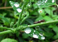 Nach dem Nieselregen 6