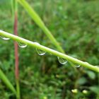 Nach dem Nieselregen 7