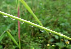 Nach dem Nieselregen 7