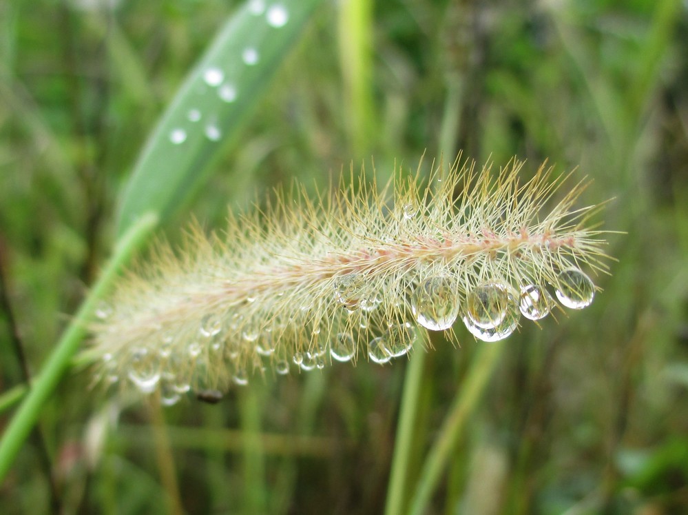 Nach dem Nieselregen 9