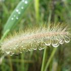 Nach dem Nieselregen 9