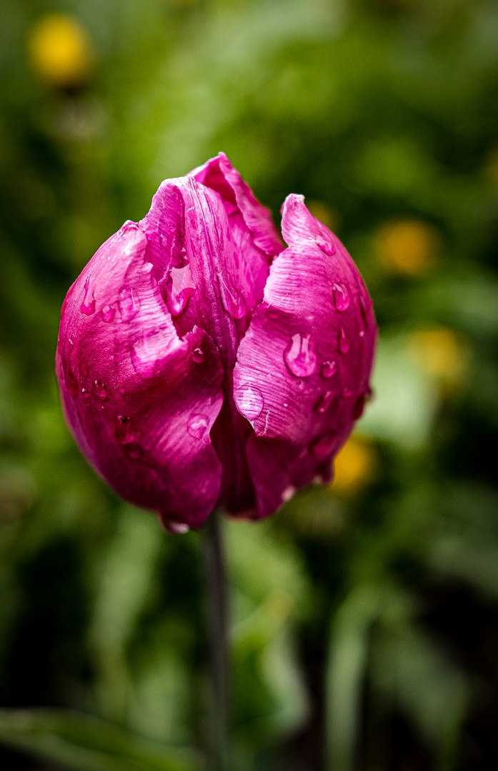 Nach dem Regen 