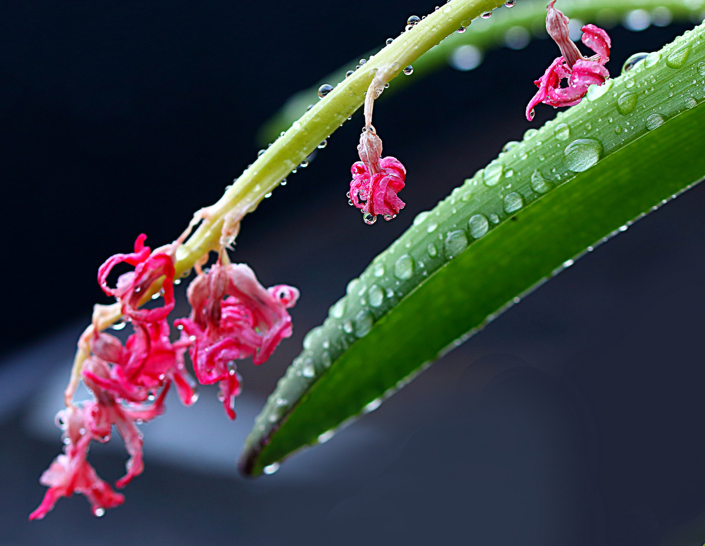 Nach dem Regen 02