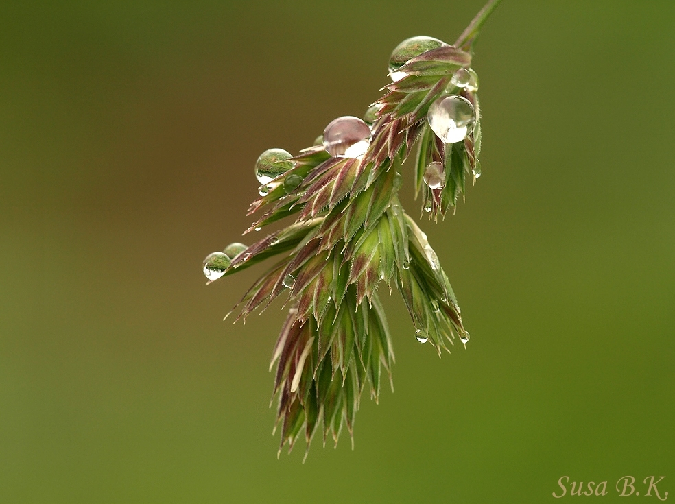 Nach dem Regen