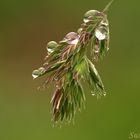 Nach dem Regen