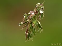 Nach dem Regen