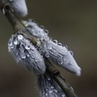 Nach dem Regen