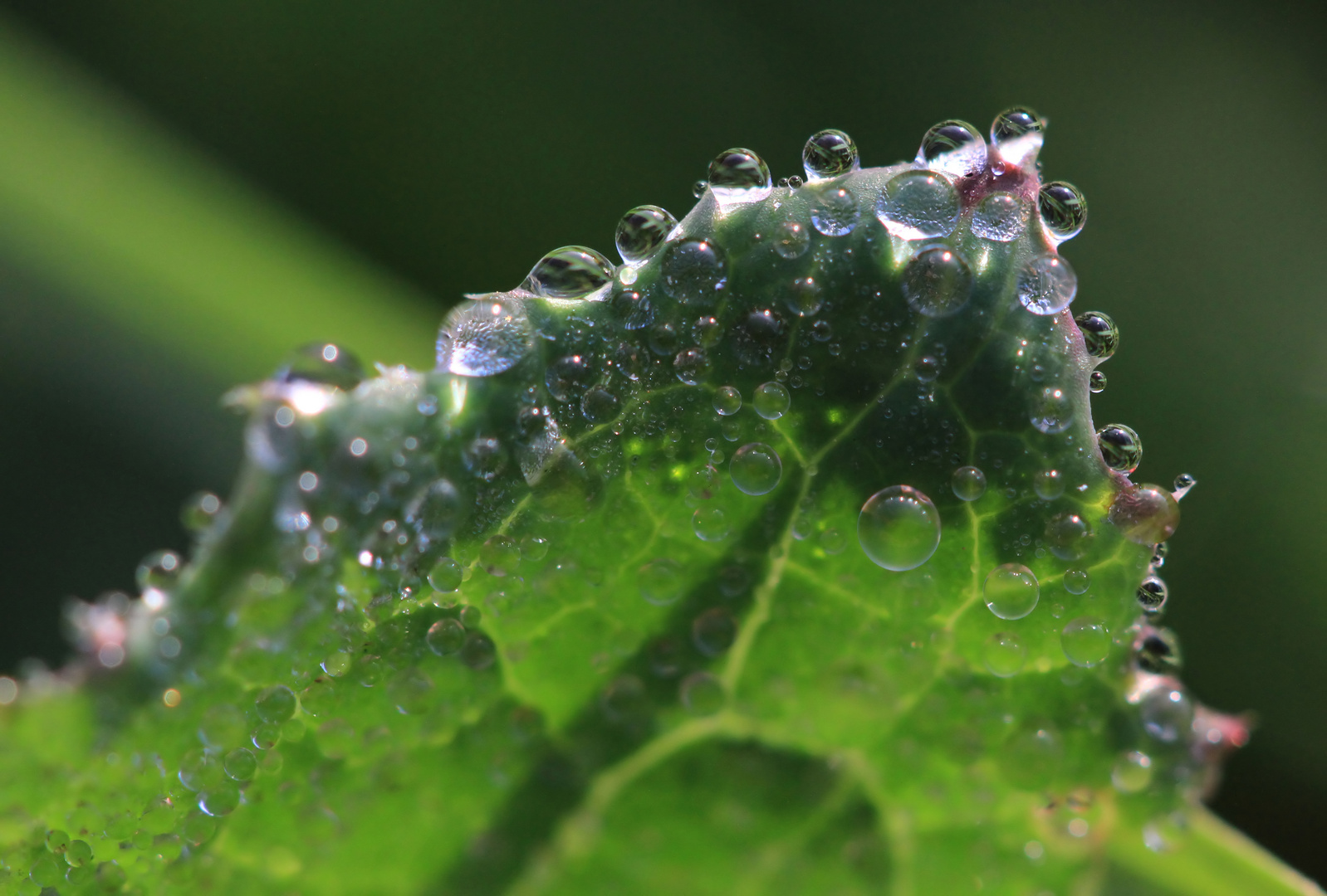 Nach dem Regen