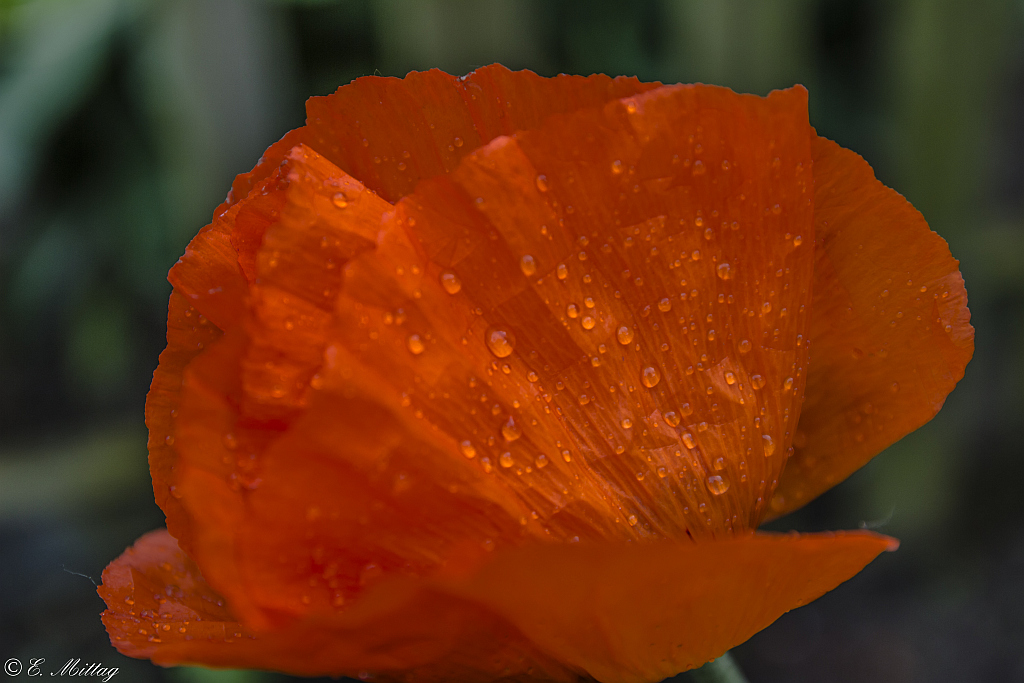 nach dem Regen