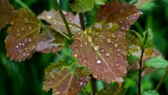 Nach dem Regen