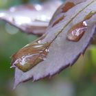 Nach dem Regen