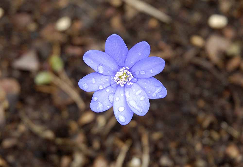 Nach dem Regen