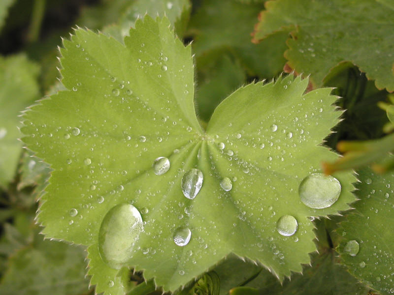 Nach dem Regen...