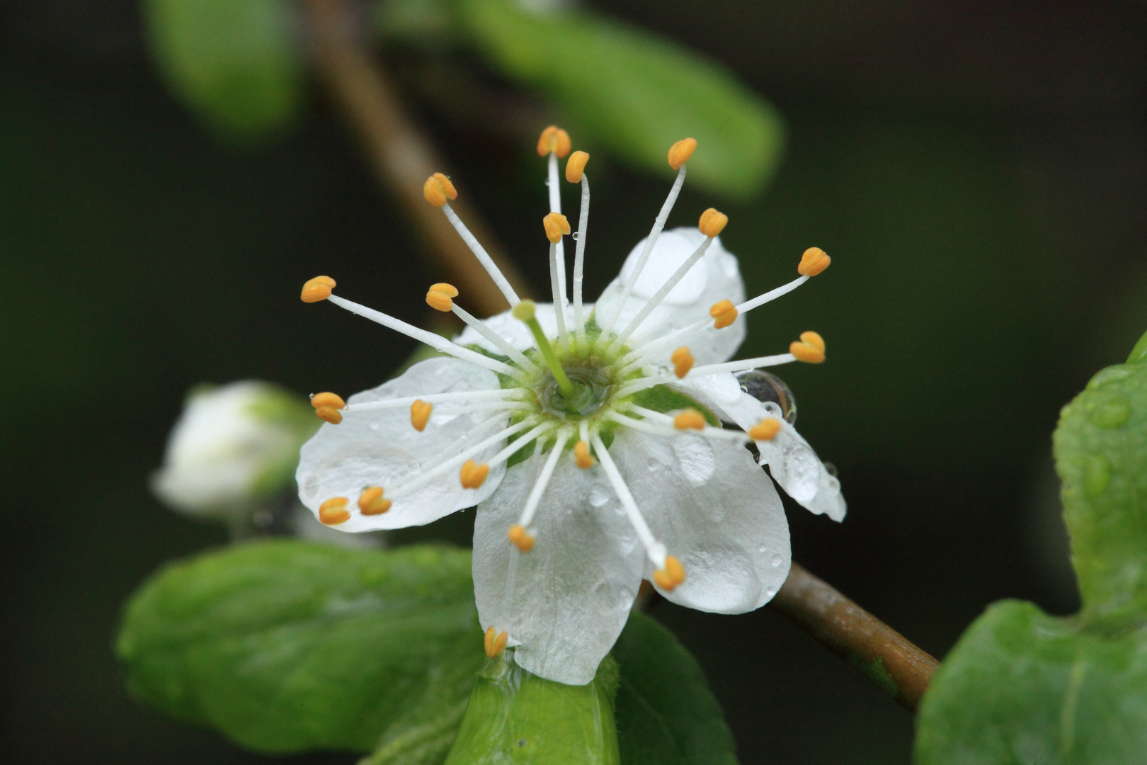 nach dem Regen