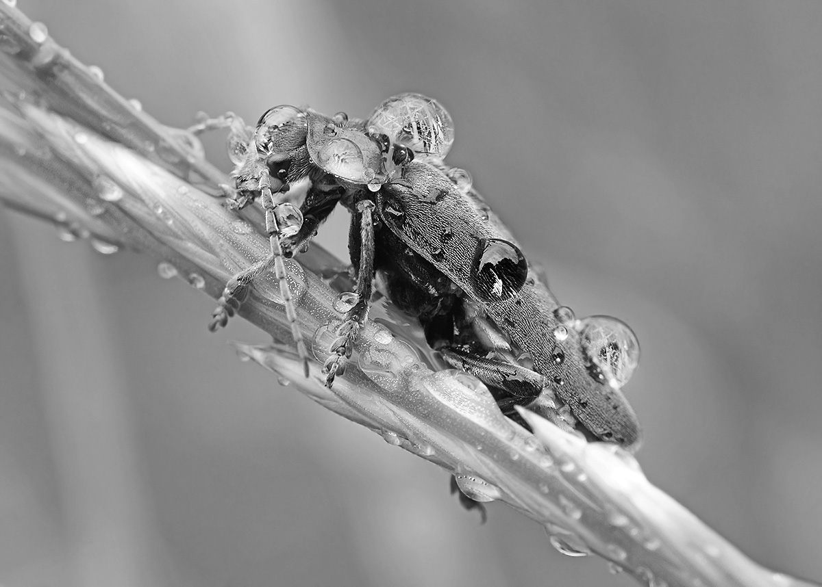 nach dem Regen