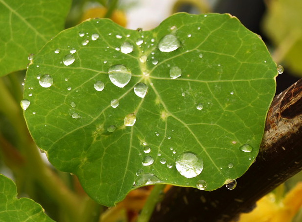 Nach dem Regen