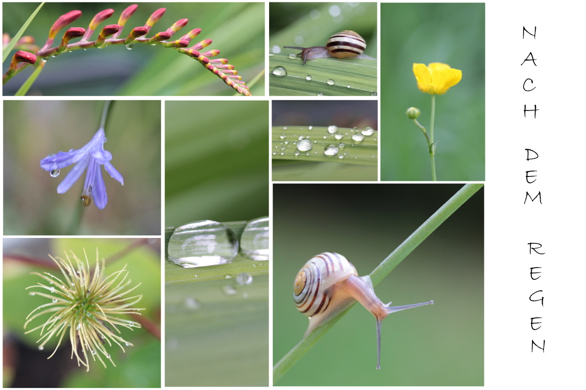 Nach dem Regen....