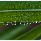 Nach dem Regen