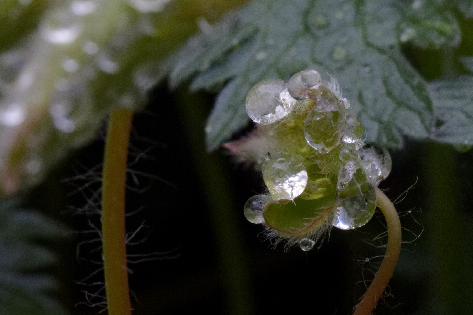 Nach dem Regen 