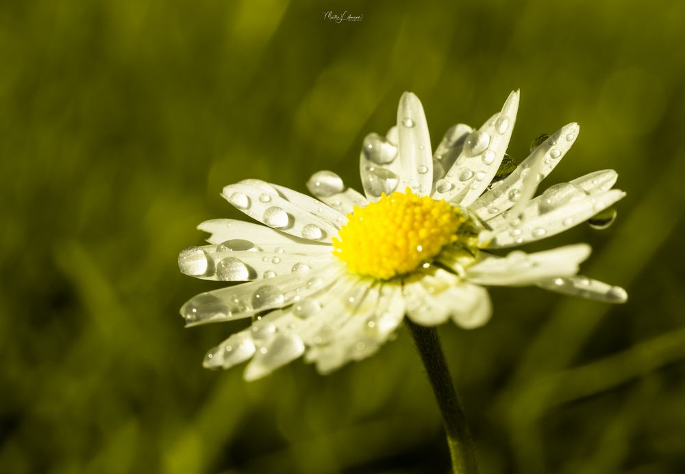 Nach dem Regen.....