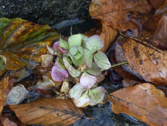 ... nach dem regen ...