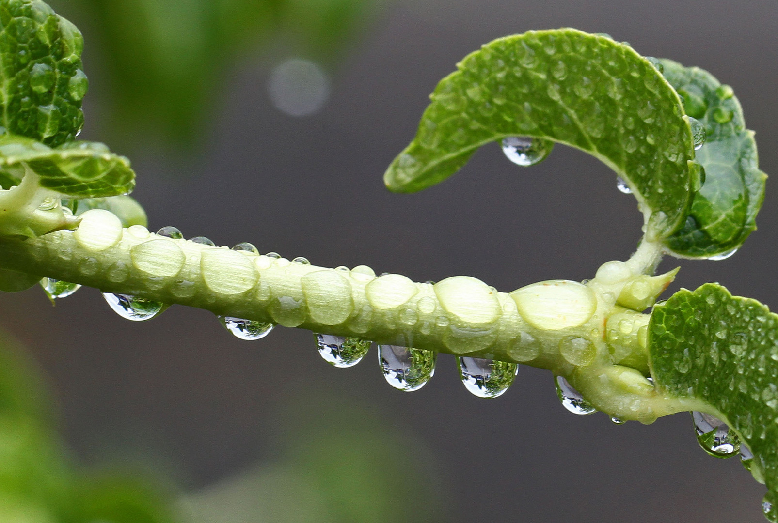 nach dem Regen