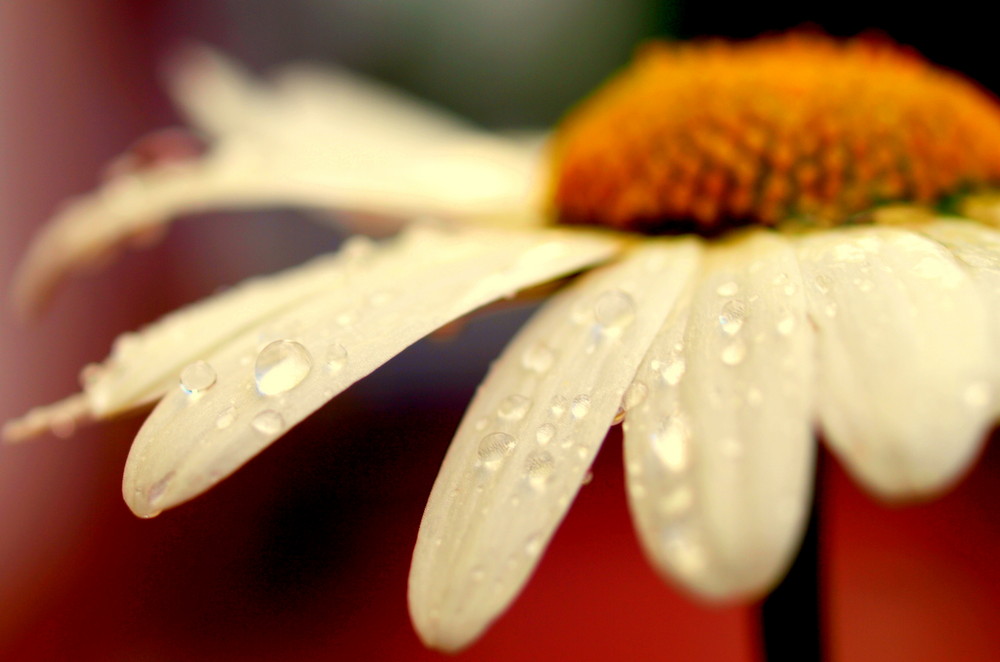 Nach dem Regen