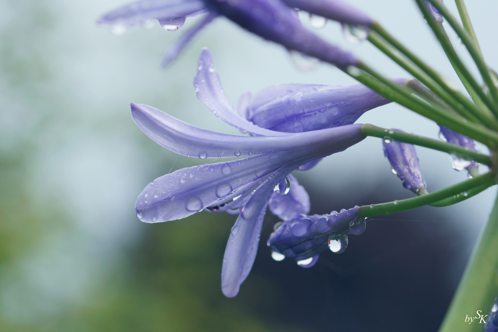 Nach dem Regen 