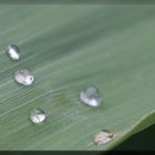 nach dem Regen