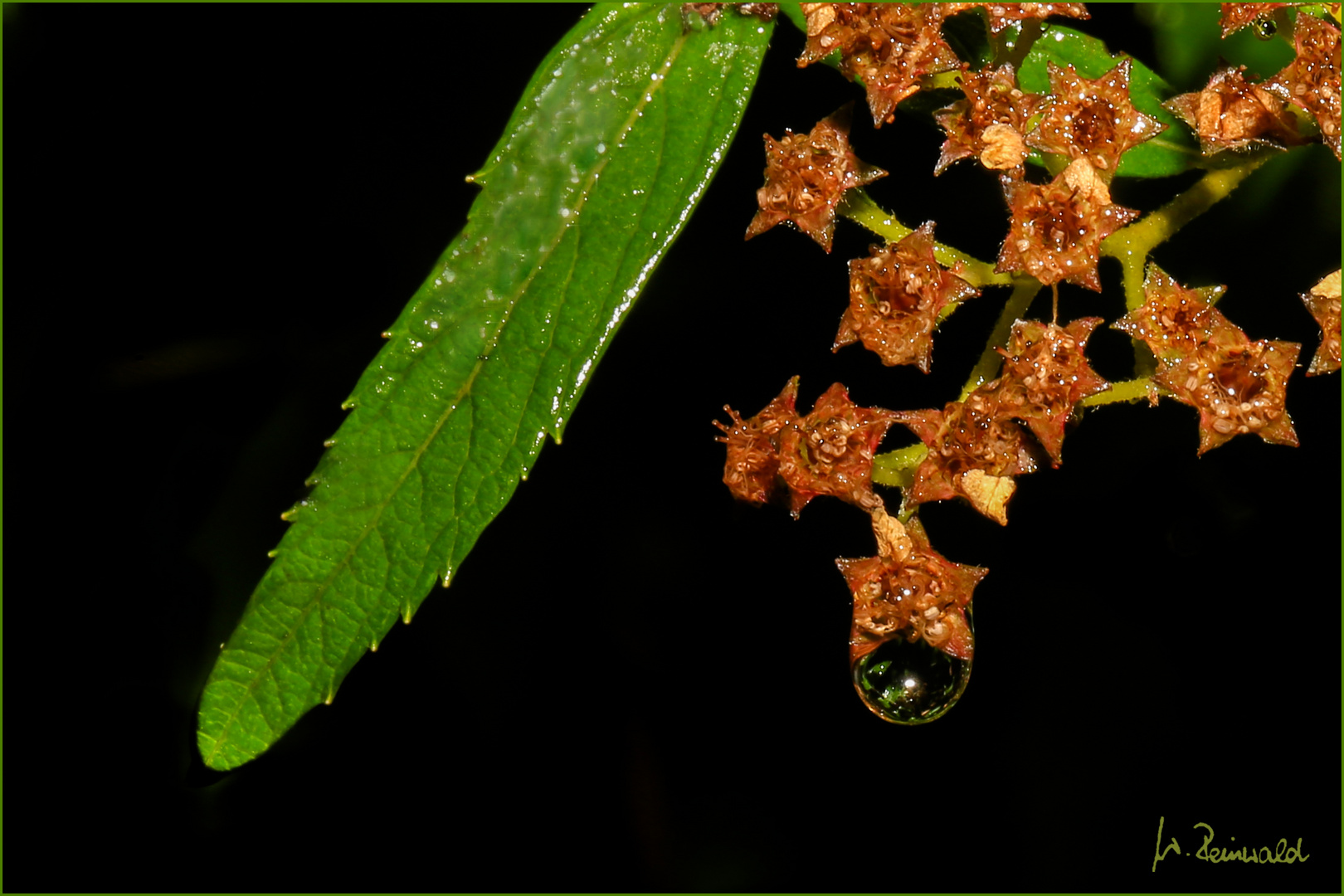 Nach dem Regen 1