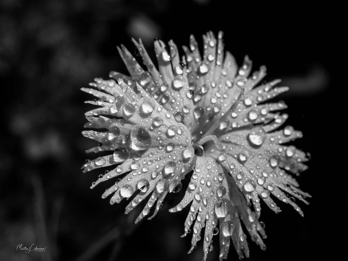 Nach dem Regen #1