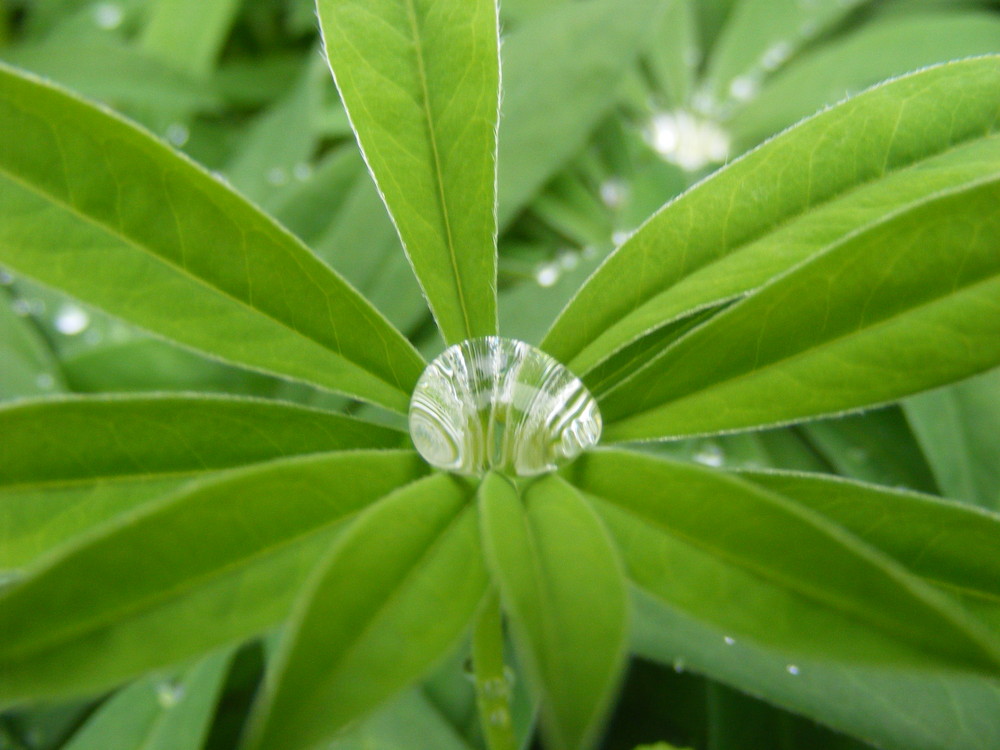 Nach dem Regen - 1