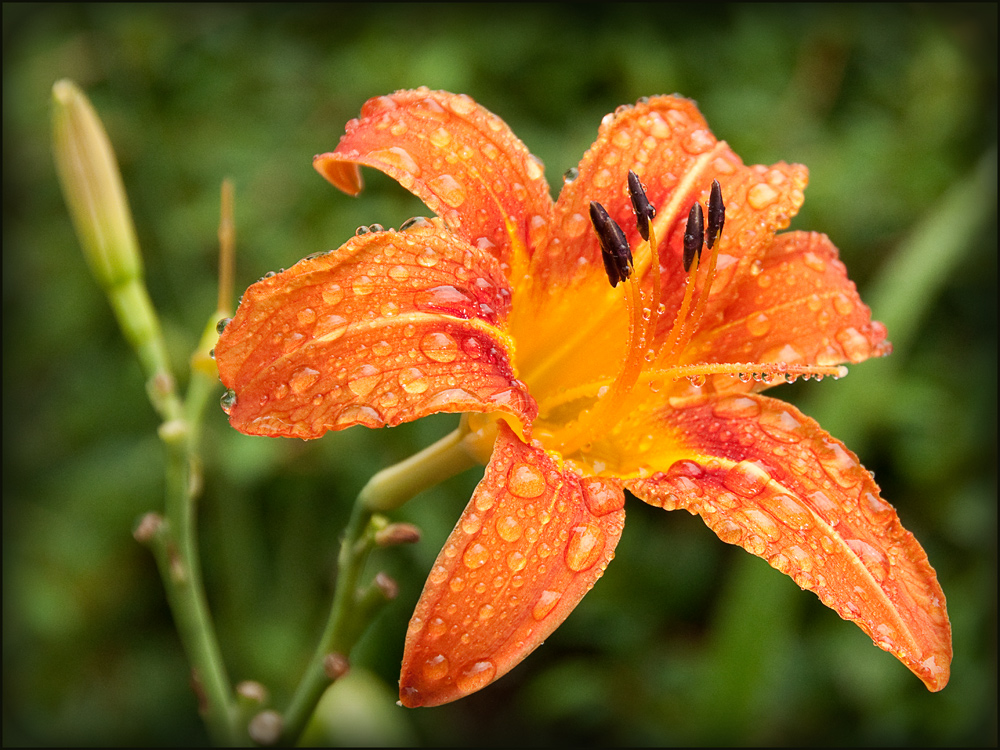 "Nach dem Regen-1"