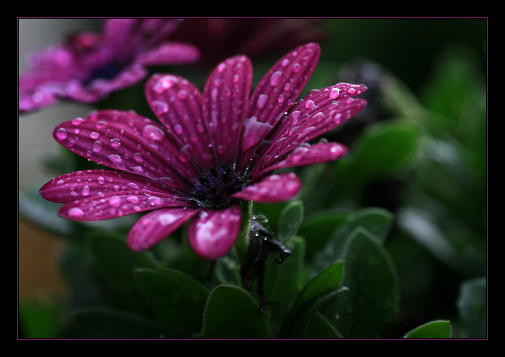 Nach dem Regen 1