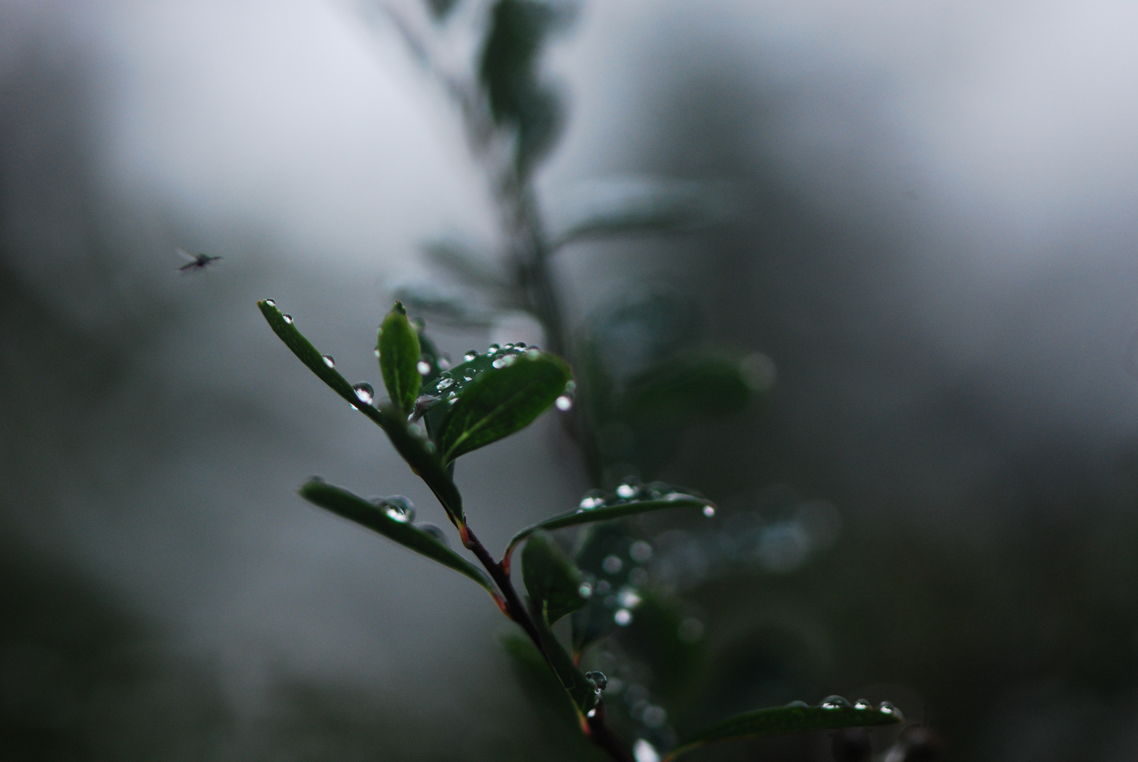 Nach dem Regen 1