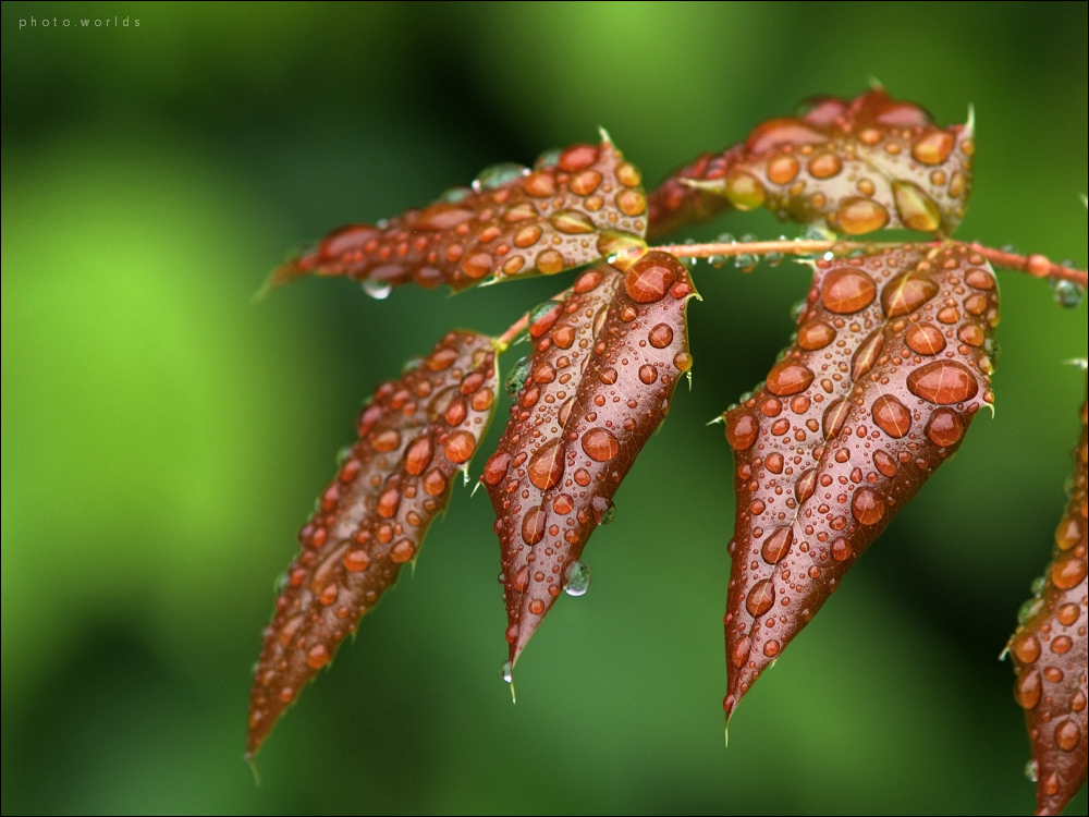 Nach dem Regen #1