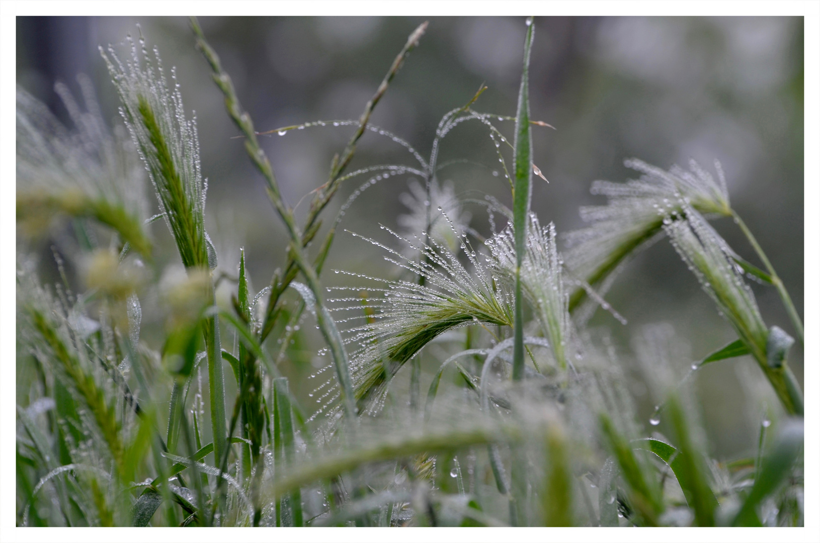 Nach dem Regen 1