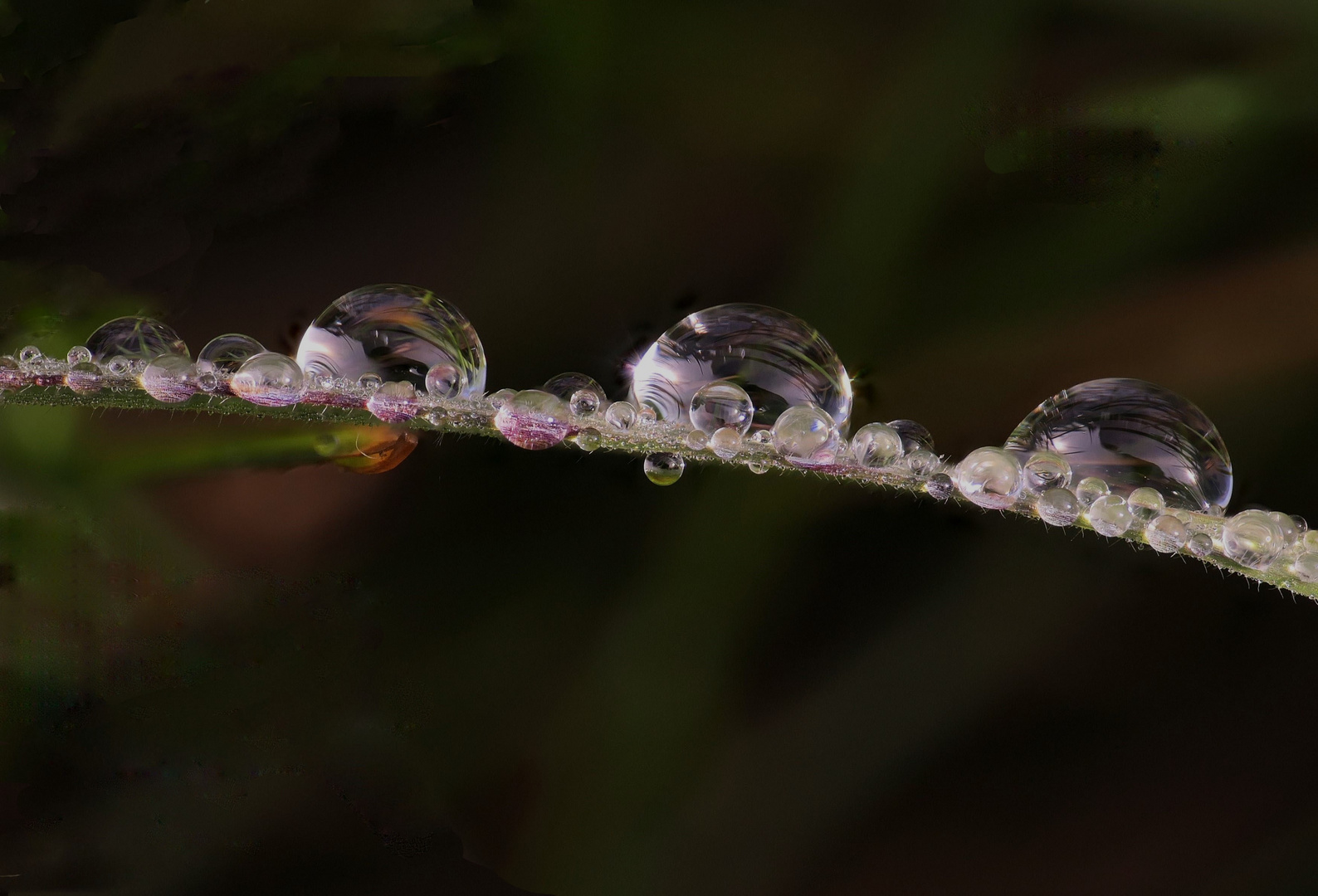 Nach dem Regen (1)