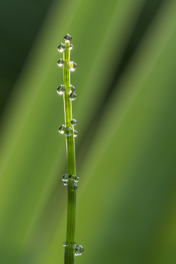 Nach dem Regen...-1