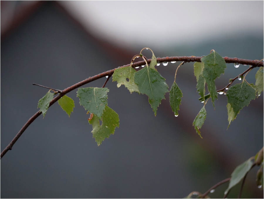 nach dem regen 1