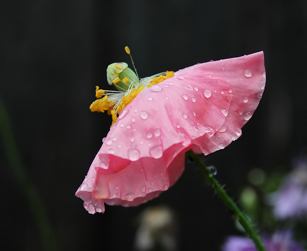 .....nach dem Regen 1